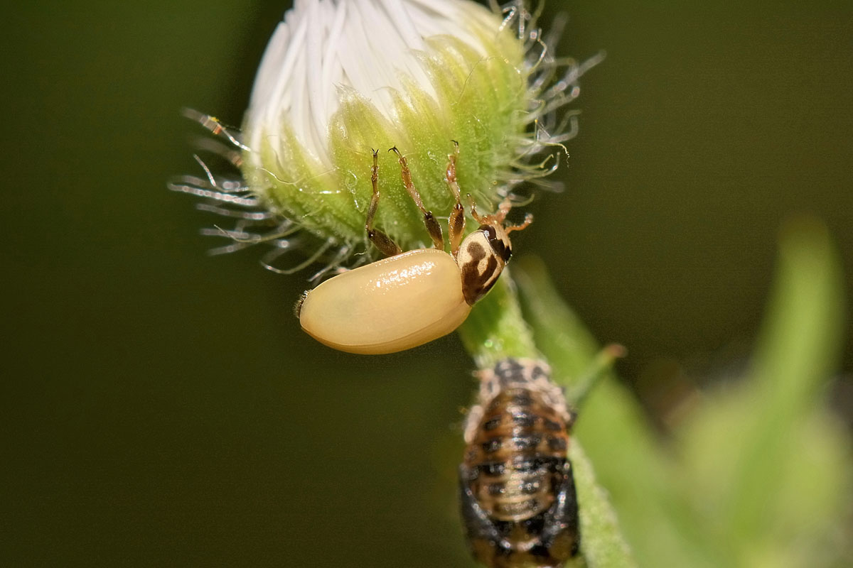 Metamorfosi di Hippodamia variegata, Coccinellidae